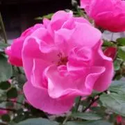 はる
