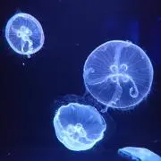 ルナコーンの画像