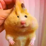 ペタ子の画像