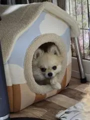 ポメ