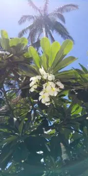 カナの画像
