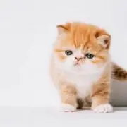 猫パンチ