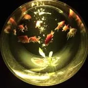 はつね