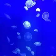 wokkaの画像
