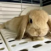 ちゃん