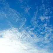 ラッコ