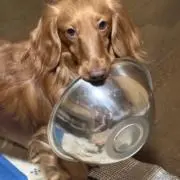 ぼぼらの会の画像