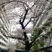 ゆーの画像