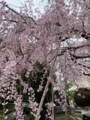 しん☆の画像