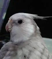 じょかの画像