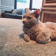 renの画像