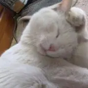 こはる