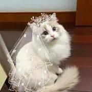 ねこの画像