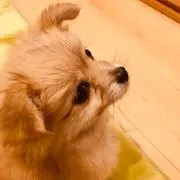 ぽんた