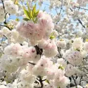 すずの画像