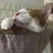 ばみ プロフ確認願いますの画像