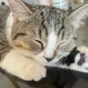あめの画像