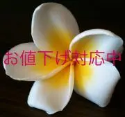 treetop6186の画像