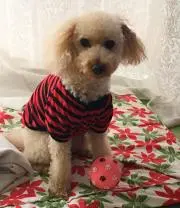 Yuki
