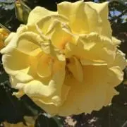 estrella_cielo【要読プ】の画像