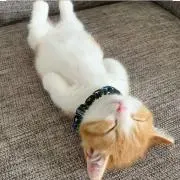 ニャン吉(プロフ必読)の画像