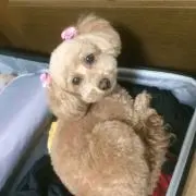 suzu.ruru