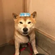 あっこの画像