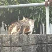 サバのマタタビの画像