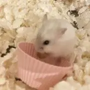 ぽこの画像