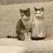 とらぶっちの画像