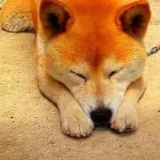 yukodayoの画像