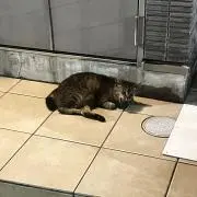 あれの画像