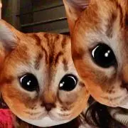 もちの画像