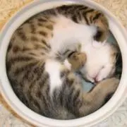 わーちゃん