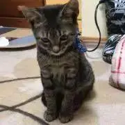 由依の画像