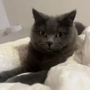 アルちゃんままの画像
