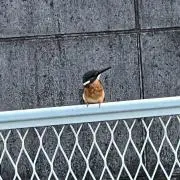 ナウゼ