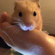 Aoi ちゃんの画像