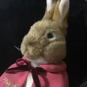 うさ子の画像