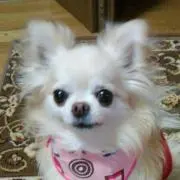 Coco U^ェ^U