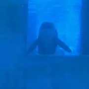 シャチ