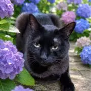 LINAの画像