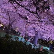 Shiro_Nekoの画像