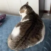 うりの画像