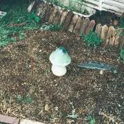 ちーずちずの画像