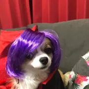 ひろぽん