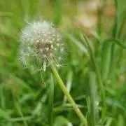 たんぽぽ