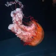 オルフェの画像