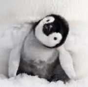 penguinの画像