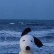 Liの画像